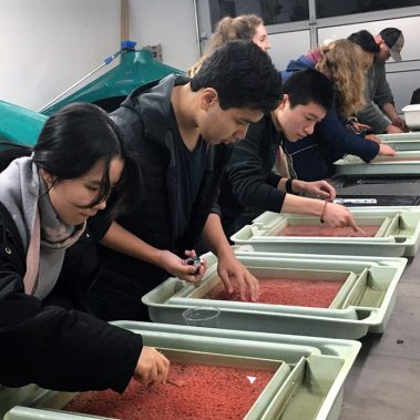 Centennial secondary salmon project